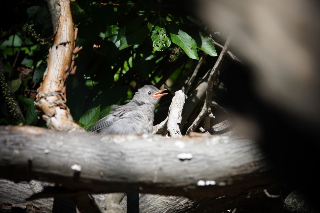 Pájaro Gato Gris - ML605101871