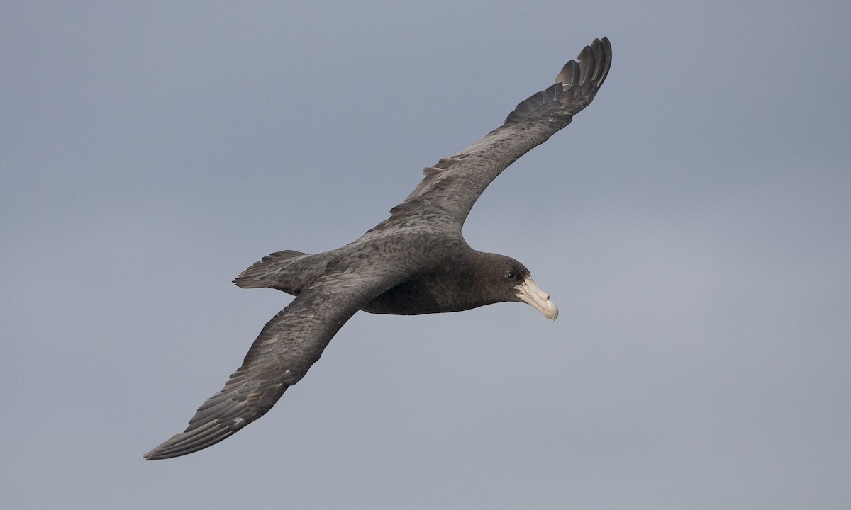 Southern Giant-Petrel - ML60510211