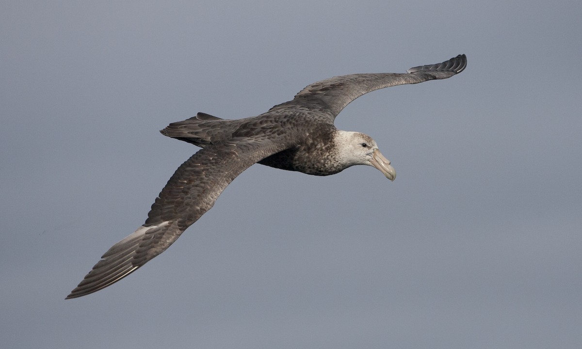 Southern Giant-Petrel - Brian Sullivan