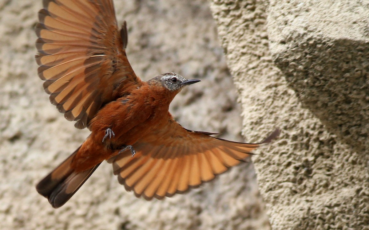 Cliff Flycatcher - ML605102671