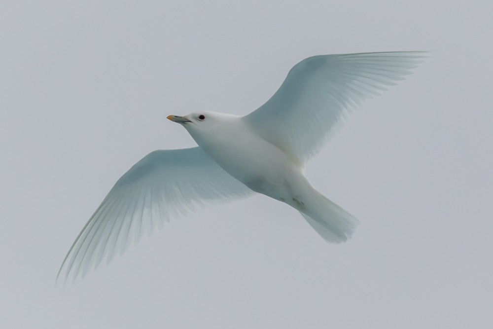 Ivory Gull - ML605102731