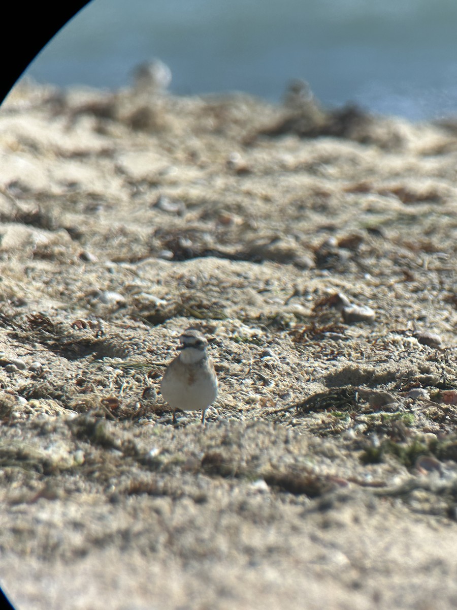 Siberian Sand-Plover - ML605102771