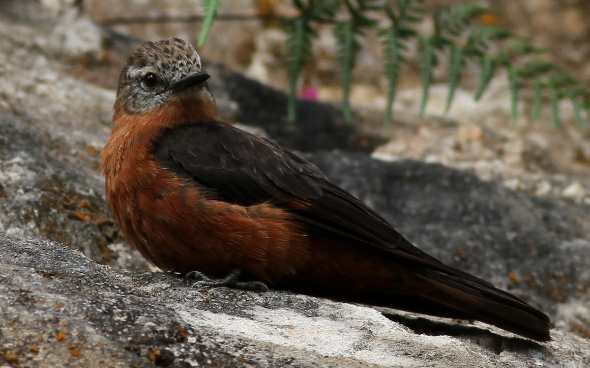 Cliff Flycatcher - ML605103481