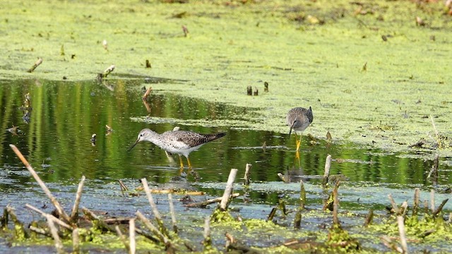 Lesser Yellowlegs - ML605103581