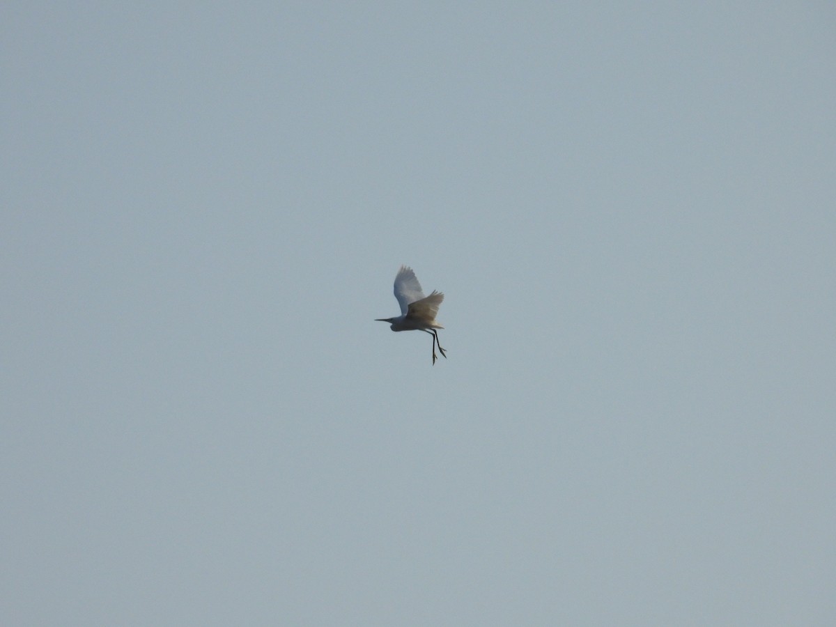 Little Egret - Nick 6978