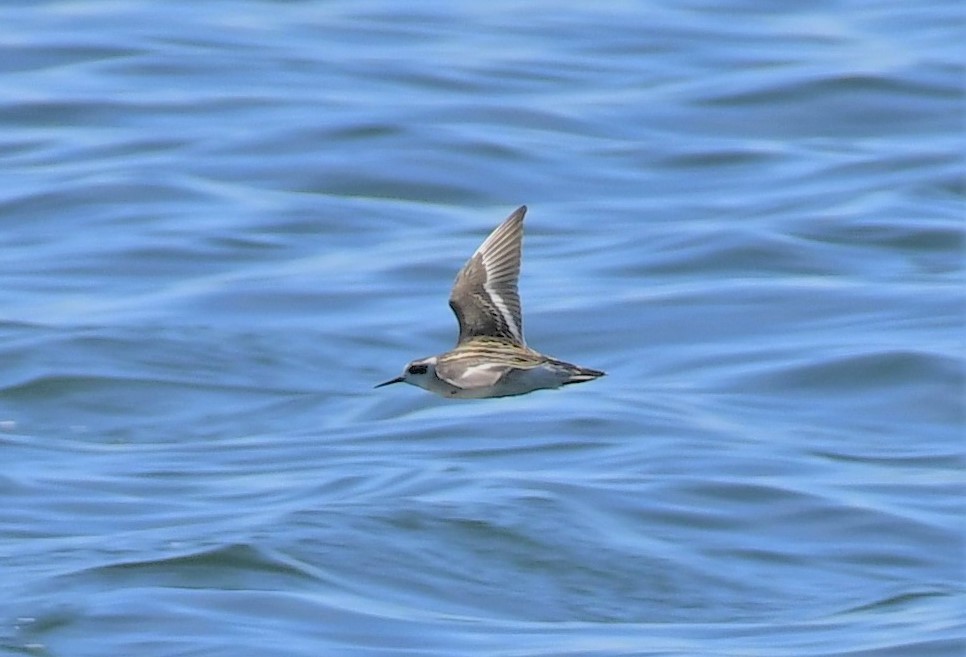 Phalarope à bec étroit - ML605104241