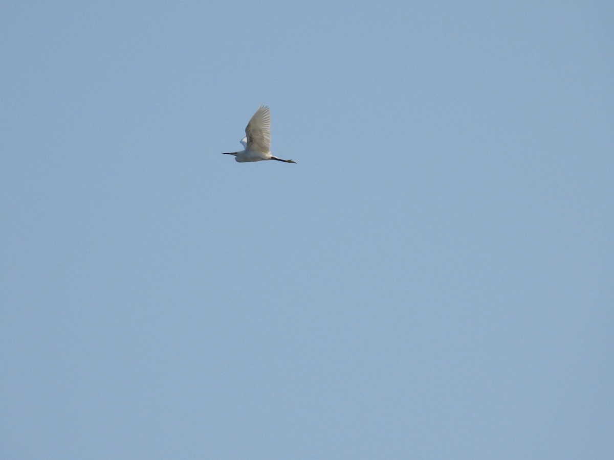 Little Egret - ML605104761