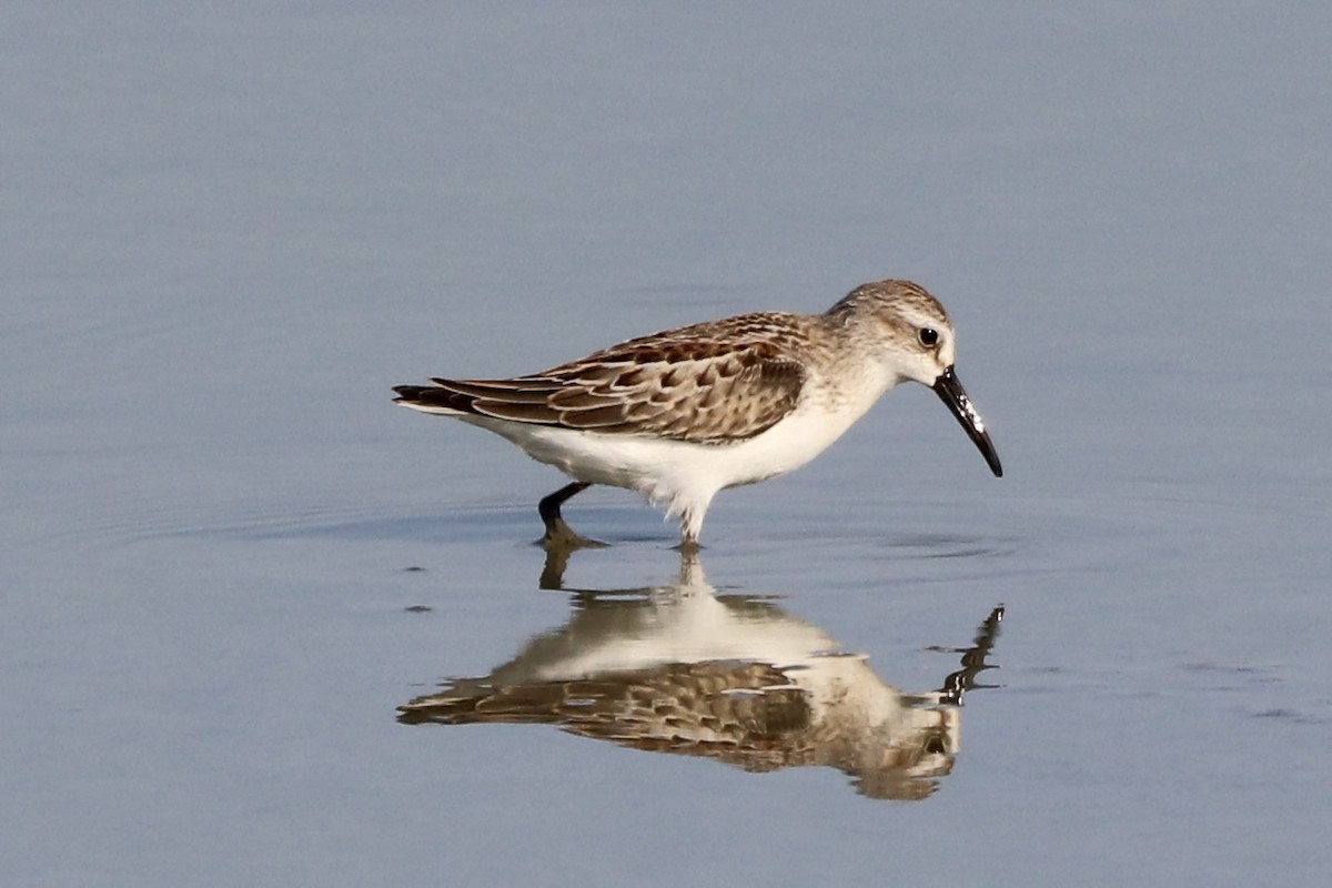 Western Sandpiper - ML605105081