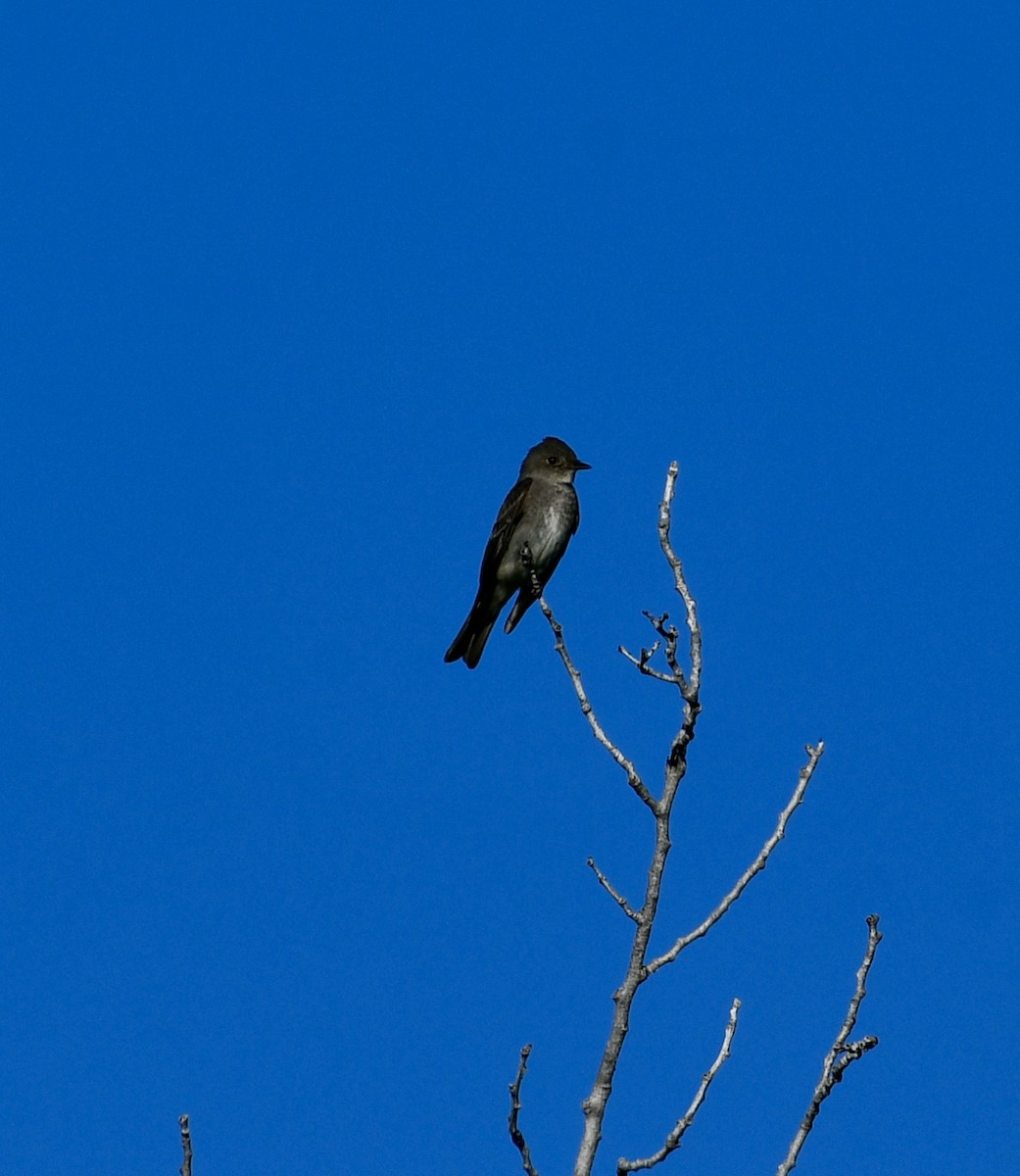 Western Wood-Pewee - ML605106371