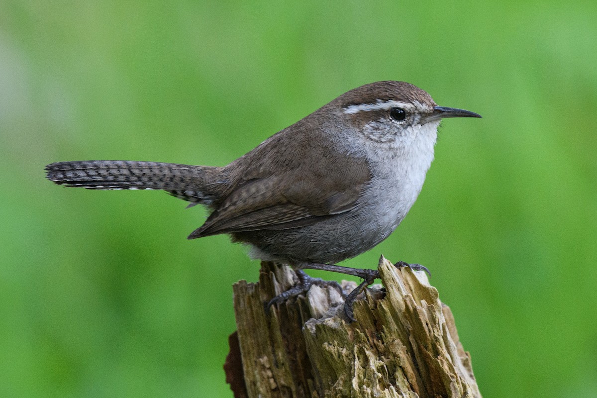 Bewick's Wren - ML605106421