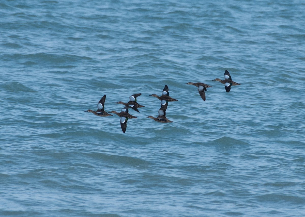 Blue-winged Teal - ML605106541