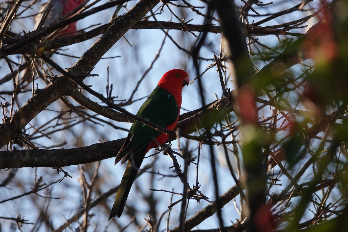 Australian King-Parrot - Orion Russo