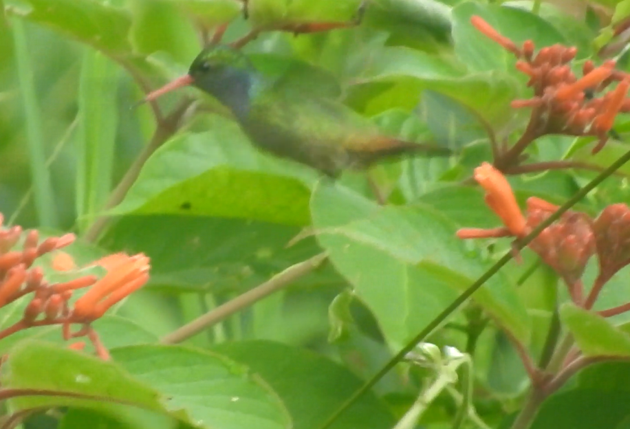 Blue-throated Goldentail - ML605106911