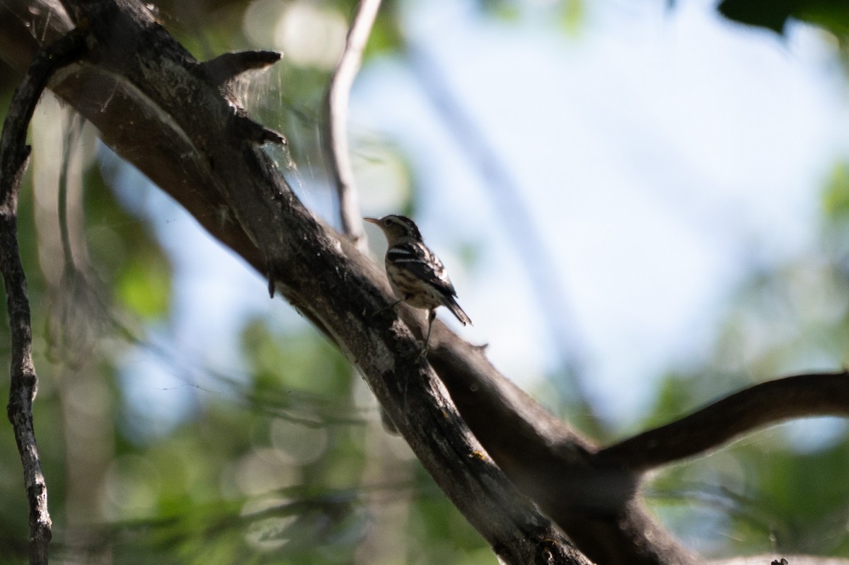 Black-and-white Warbler - ML605106971