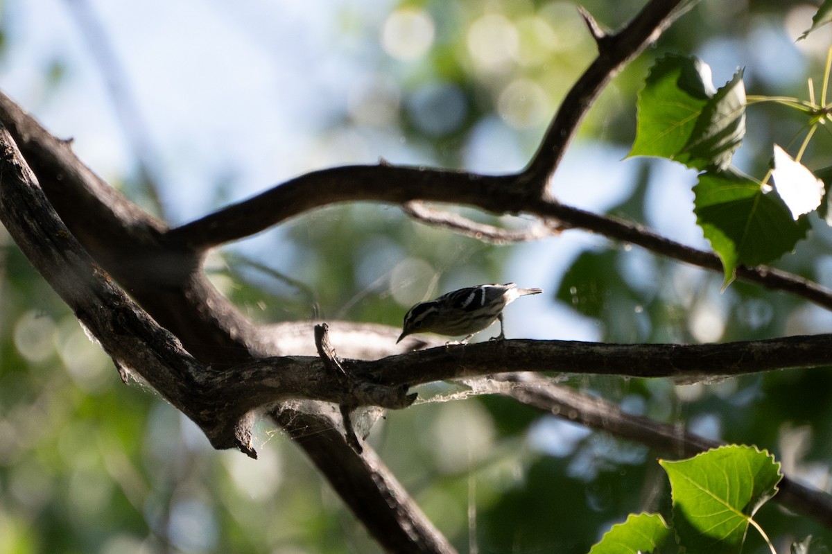Black-and-white Warbler - ML605106981