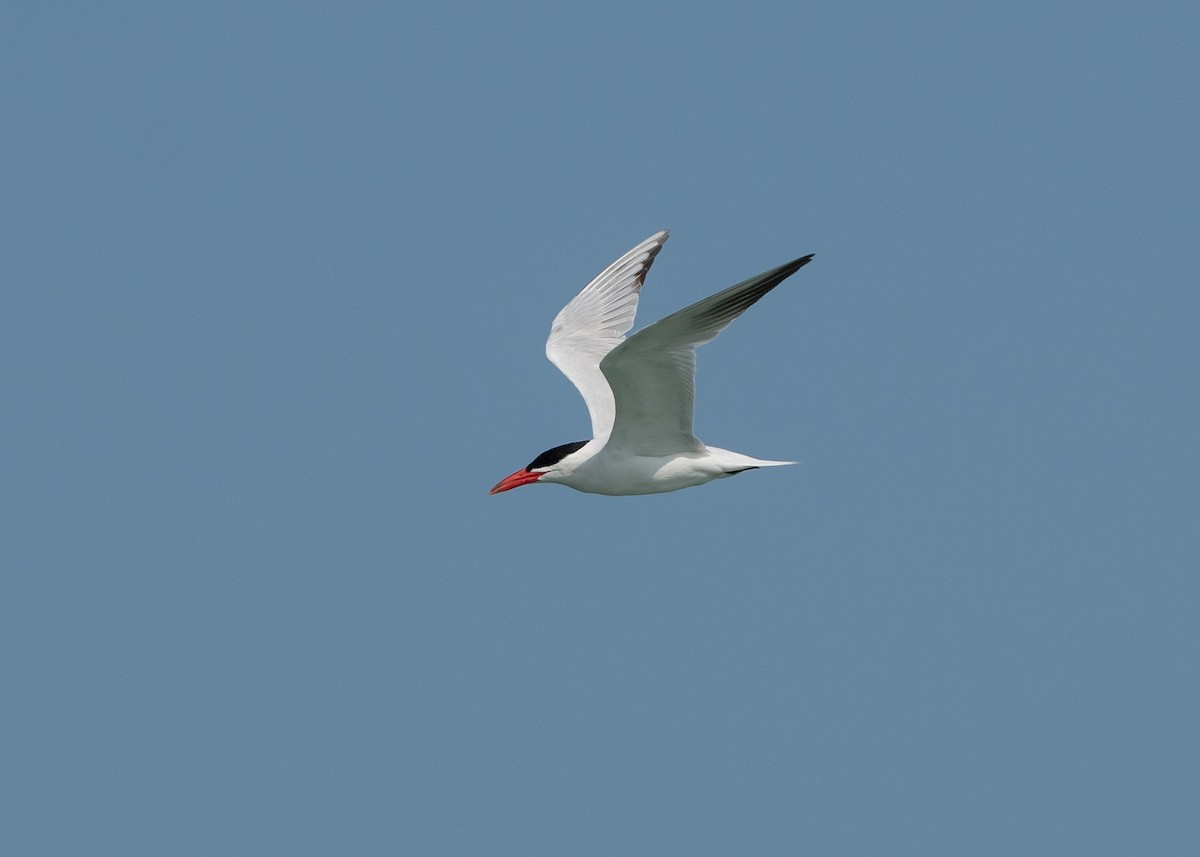 Caspian Tern - ML605107941