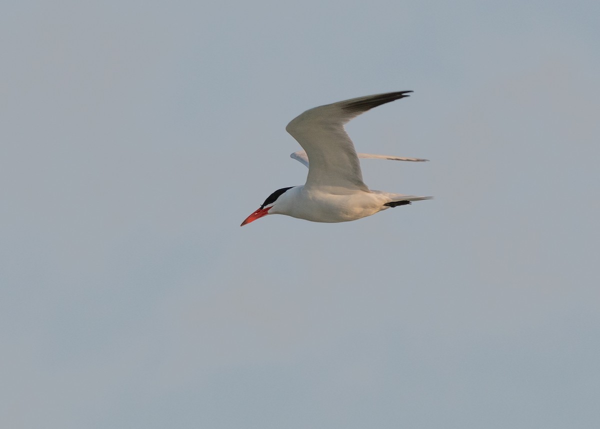 Caspian Tern - ML605107951