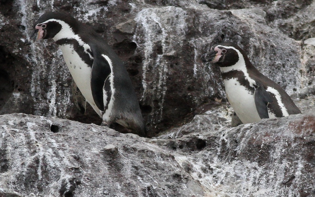 Pingüino de Humboldt - ML605108201