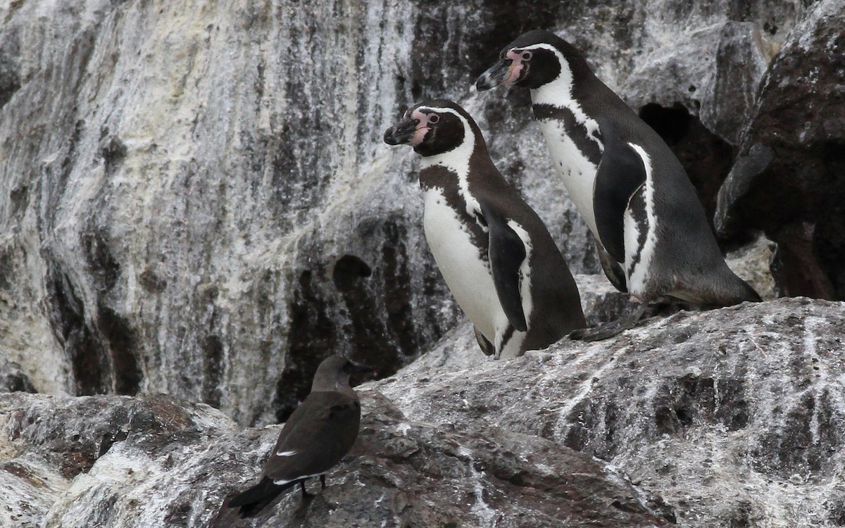 Pingüino de Humboldt - ML605108211