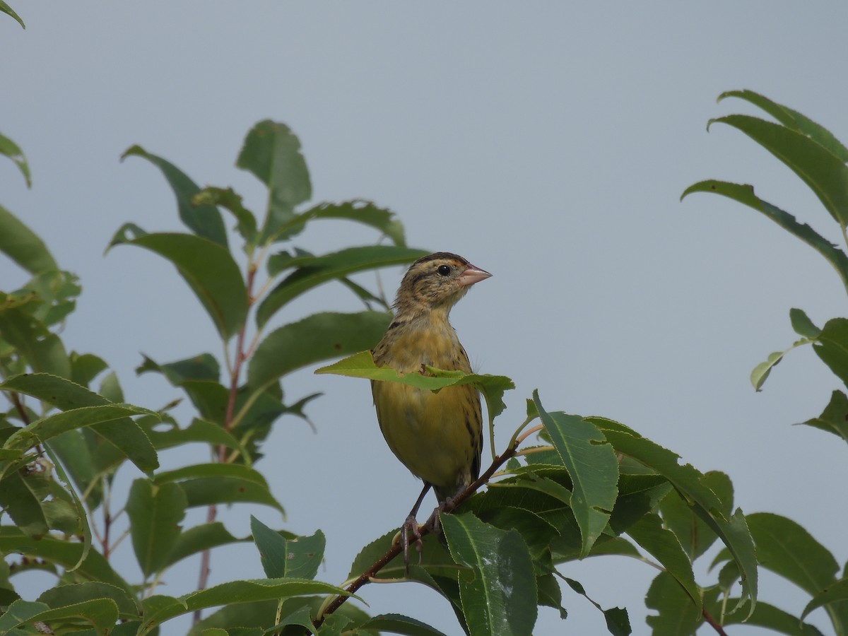 Bobolink - ML605108781