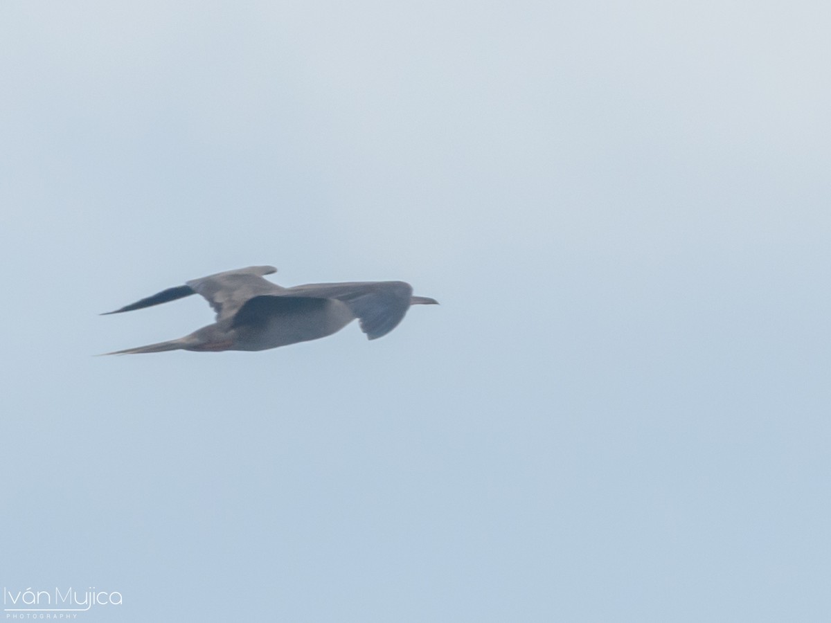 Red-footed Booby - ML605108881