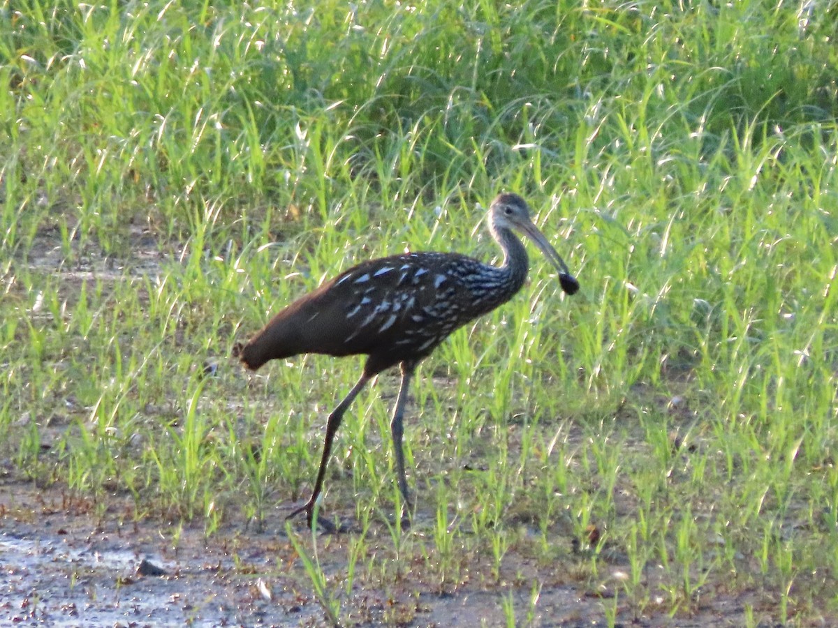 Limpkin - ML605110661