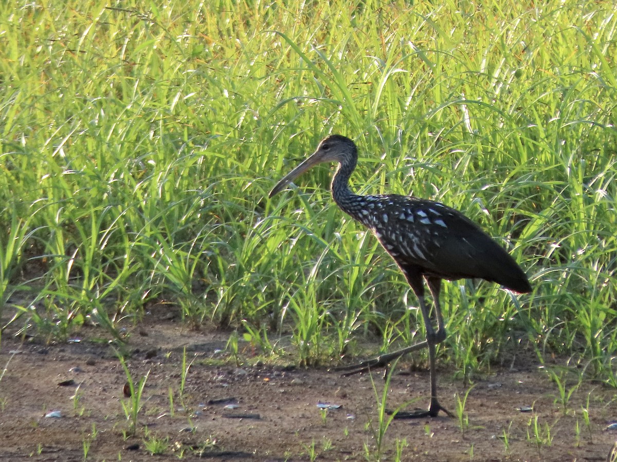 Limpkin - ML605110691