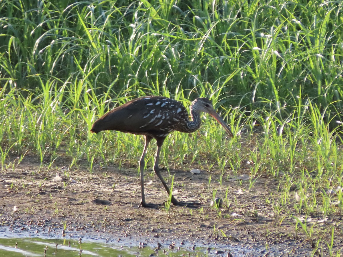 Limpkin - ML605110721