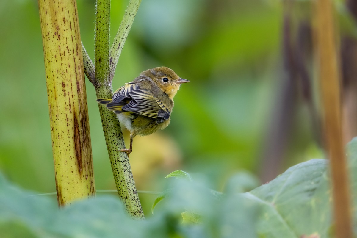 Yellow Warbler - Scott Vulstek