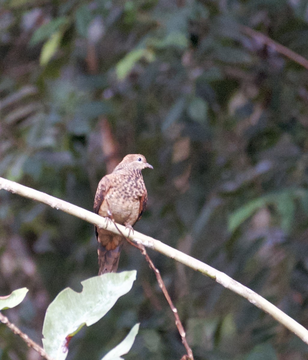 Little Cuckoo-Dove - ML605112381