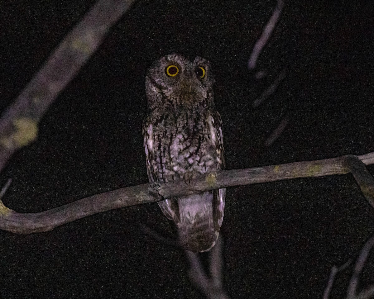 Whiskered Screech-Owl - ML605113081