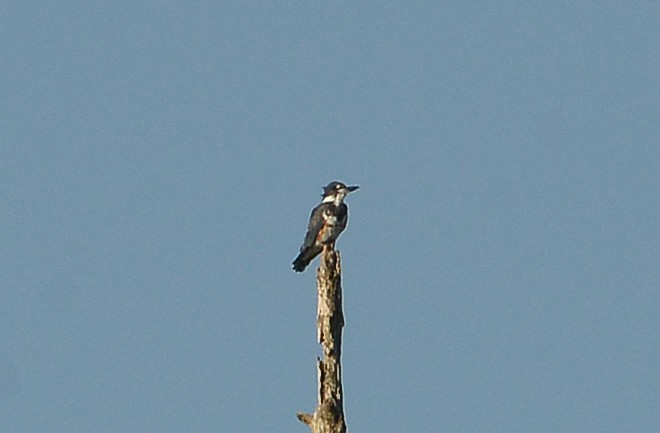 Belted Kingfisher - ML605113901