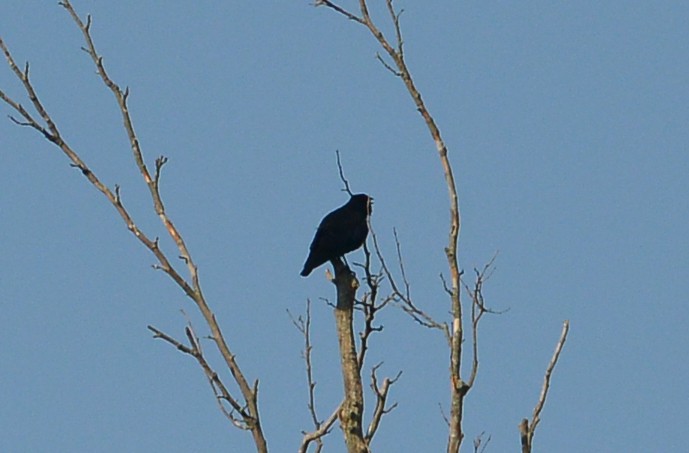 Fish Crow - ML605114131
