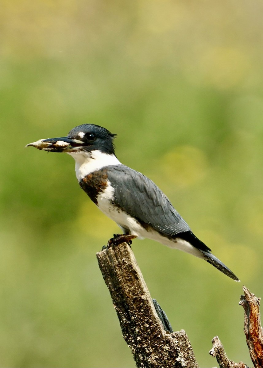 Belted Kingfisher - ML605114341