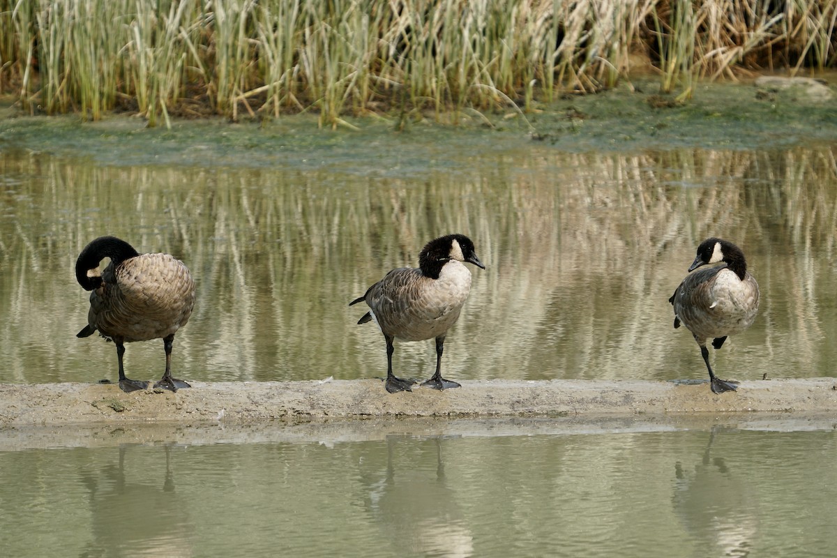 Canada Goose - ML605114361