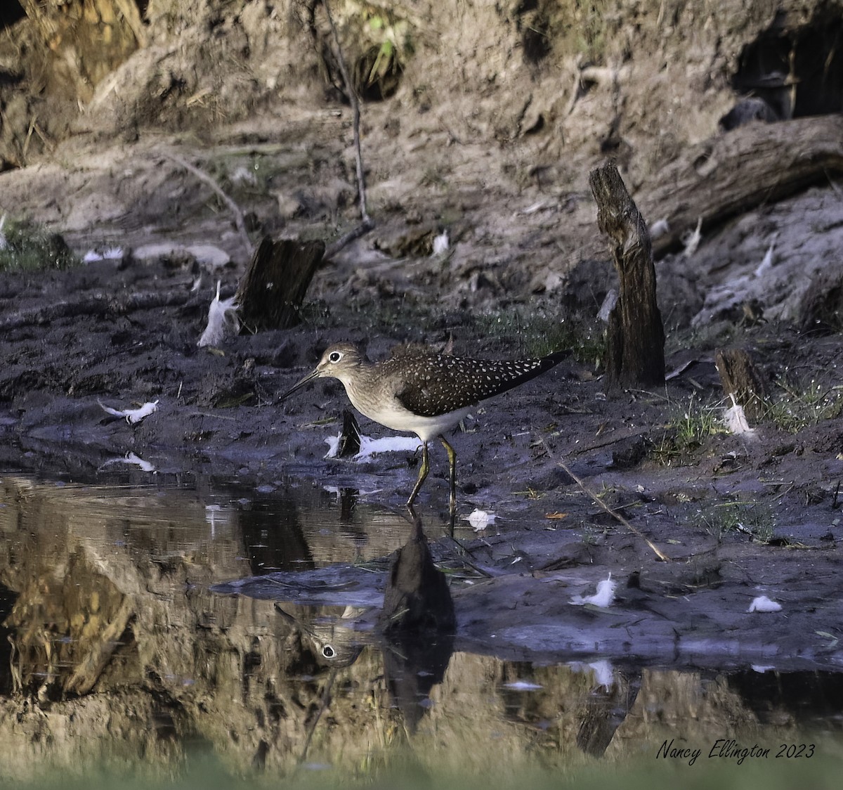 Solitary Sandpiper - ML605114371