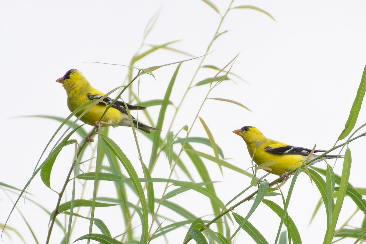 American Goldfinch - ML605115291