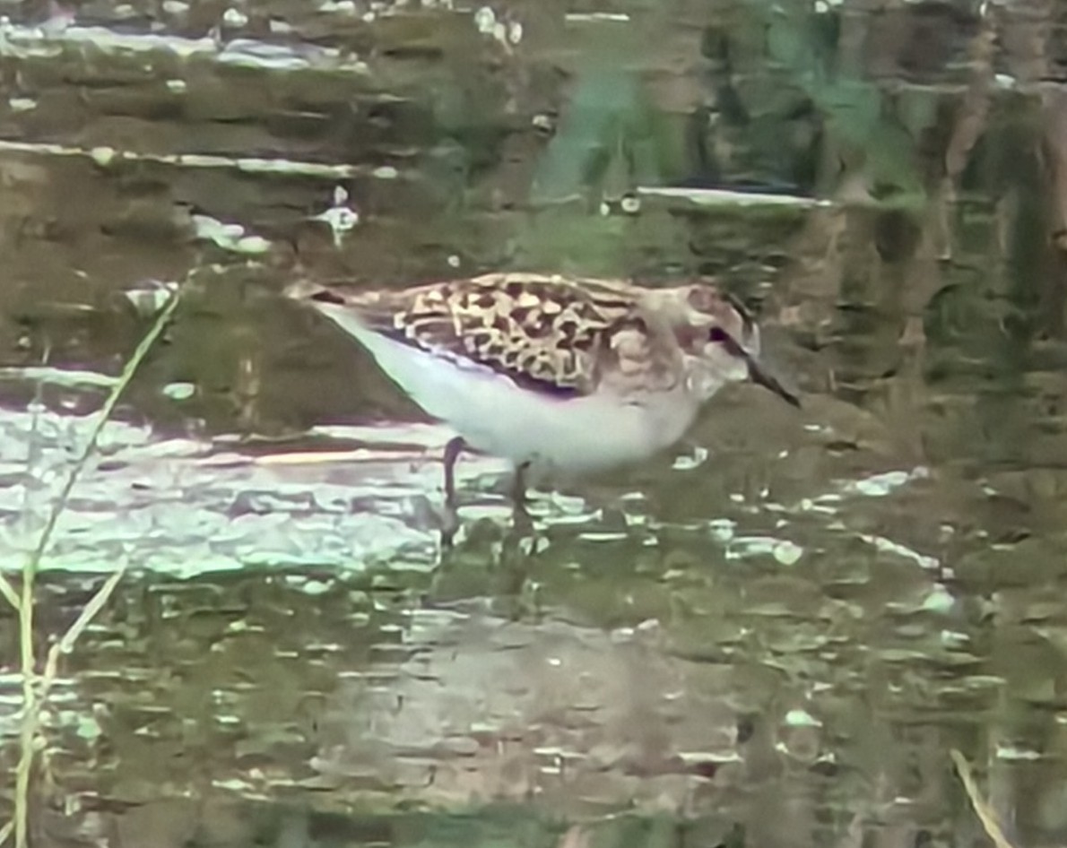 Semipalmated Sandpiper - ML605115891