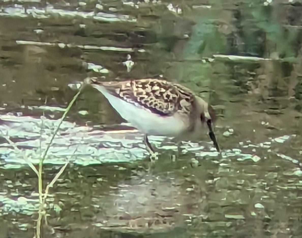 Semipalmated Sandpiper - ML605115911