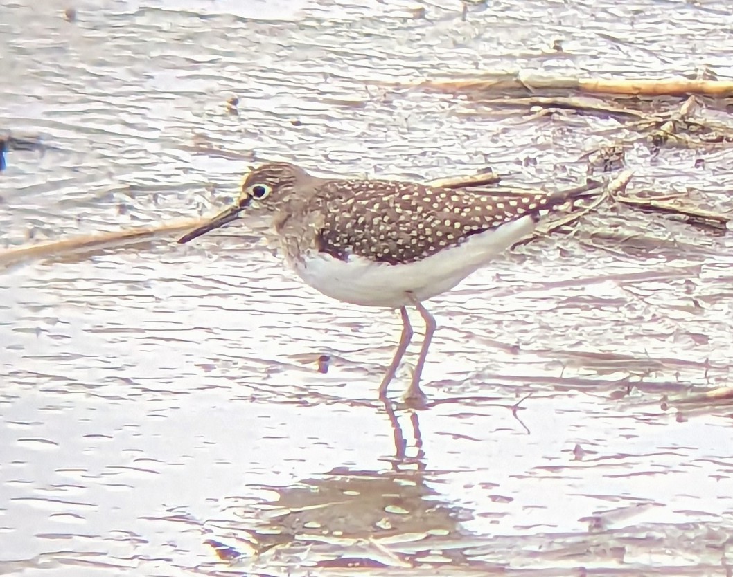 Solitary Sandpiper - ML605116031