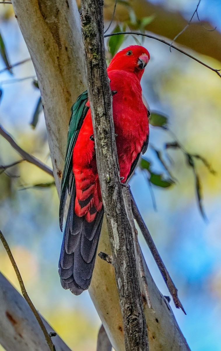 Avustralya Kral Papağanı - ML605116691