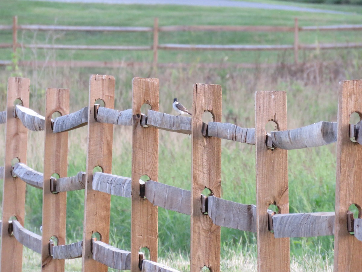 Eastern Kingbird - ML605116861