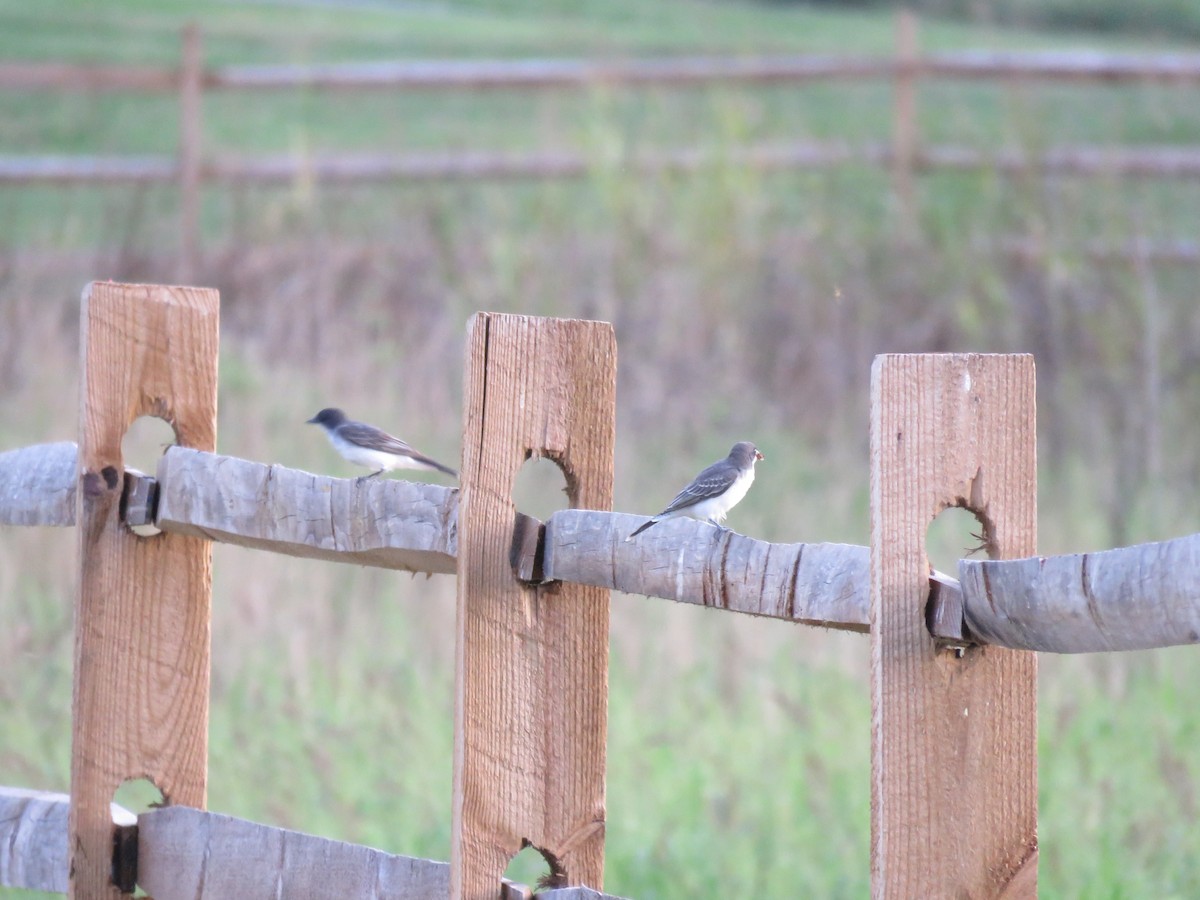 Eastern Kingbird - ML605116871