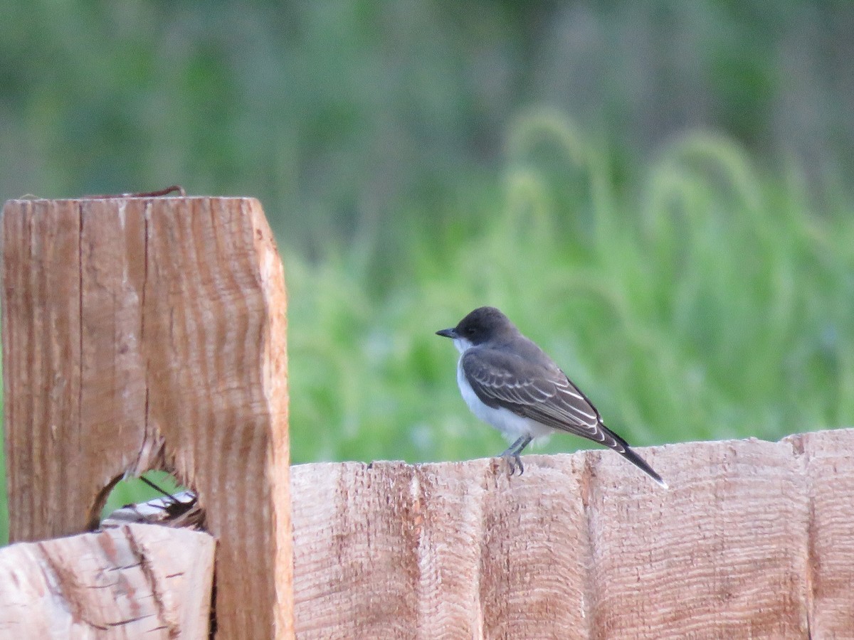 Eastern Kingbird - ML605116881