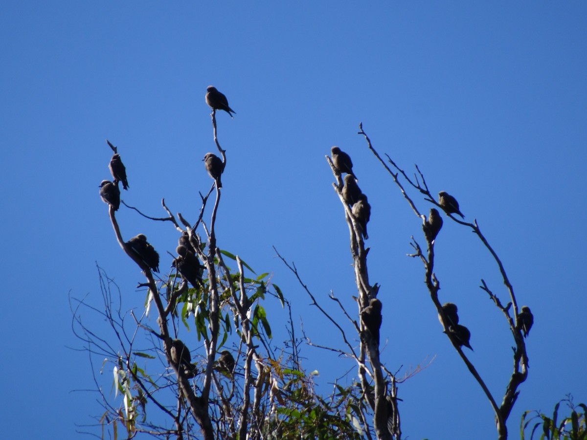 Dusky Woodswallow - ML605117411