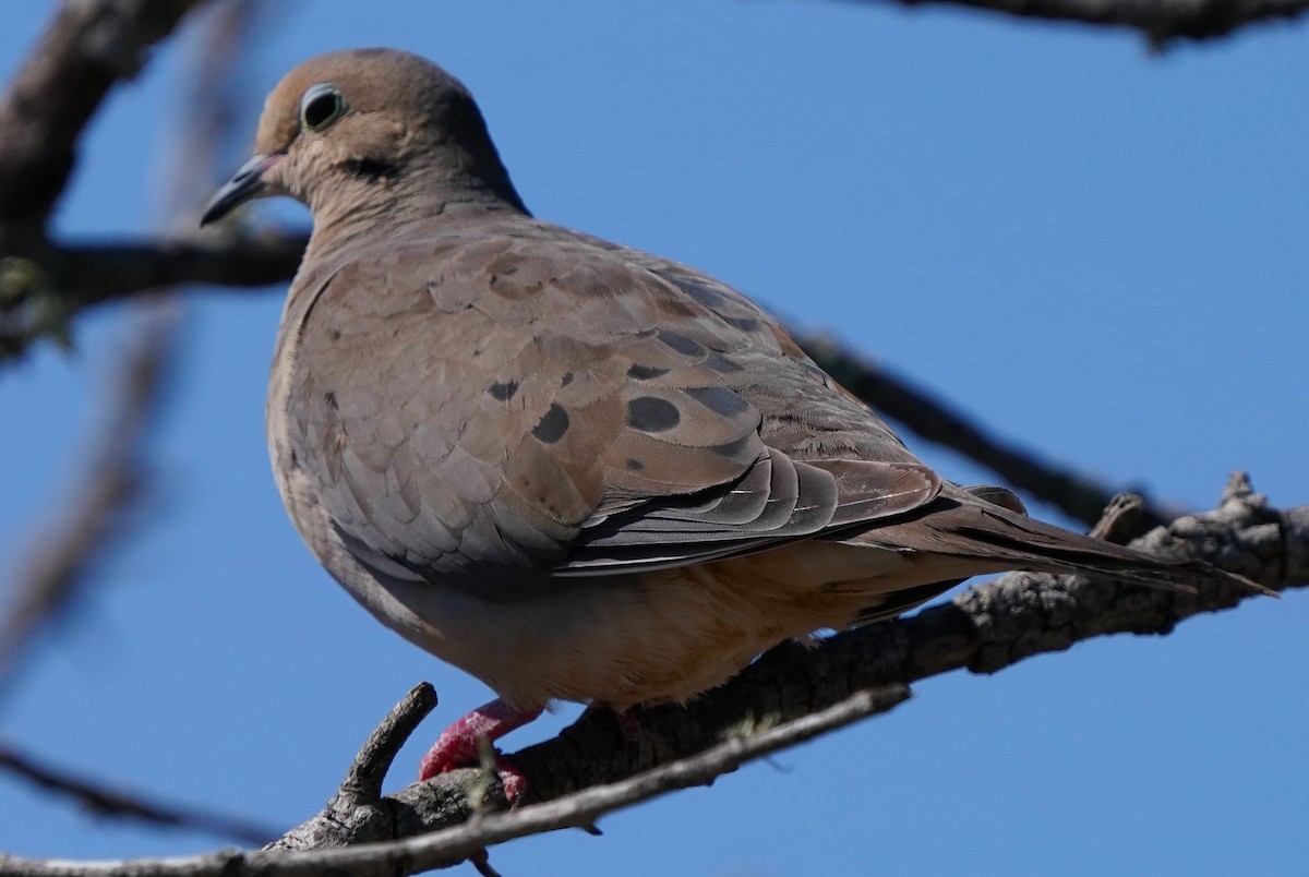 Mourning Dove - ML605117561