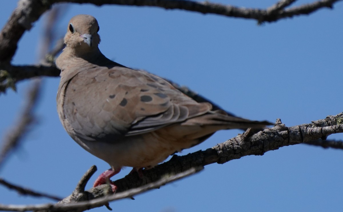 Mourning Dove - ML605117581