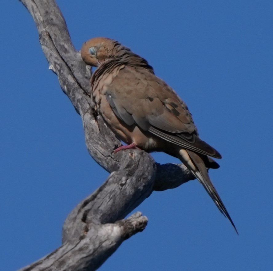 Mourning Dove - ML605117591