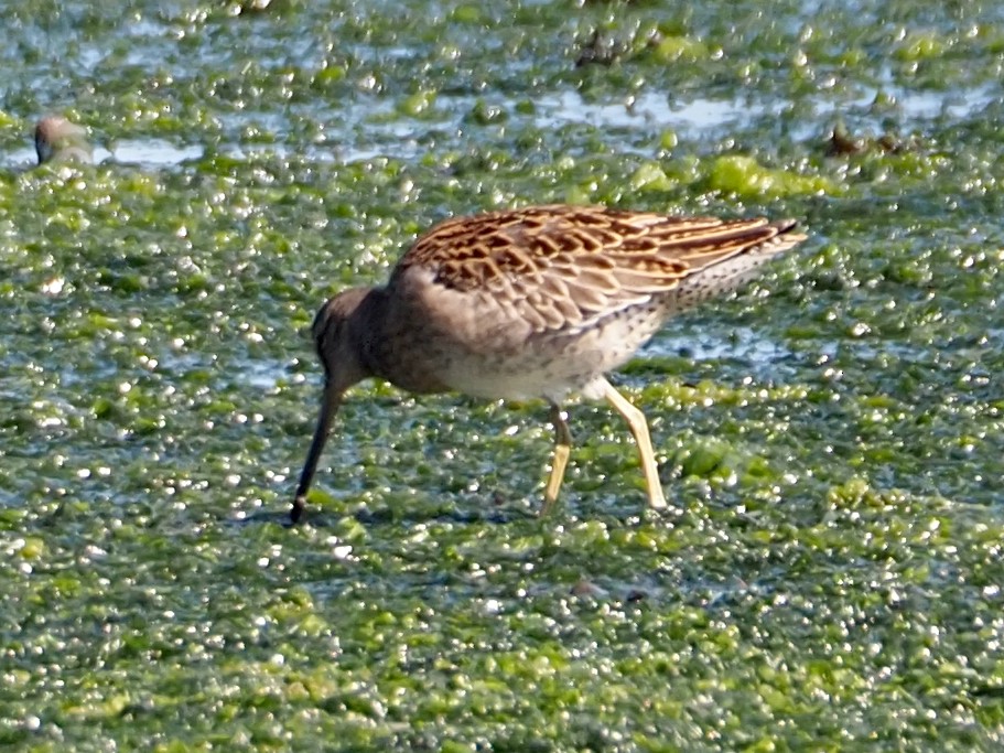 Short-billed Dowitcher - ML605118001