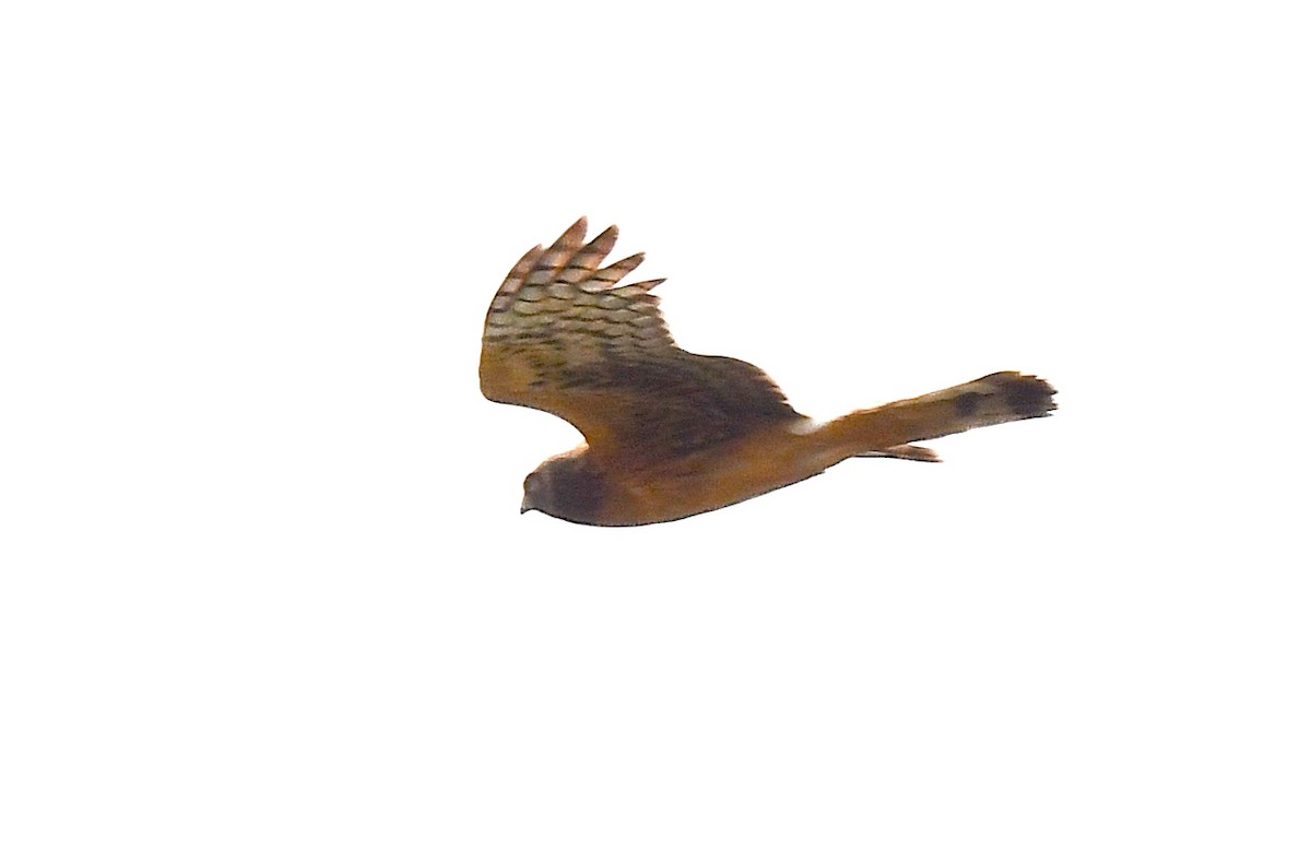 Northern Harrier - ML605118131